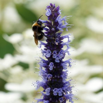 Agastache x rugosa Blue Fortune