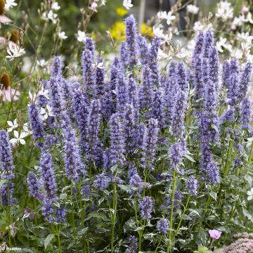 Agastache x rugosa Crazy Fortune