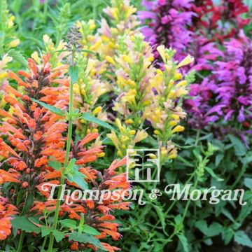 Agastache Fragrant Mixed Seeds