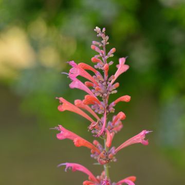 Agastache Kudo's Coral - Agastache hybride rouge corail.