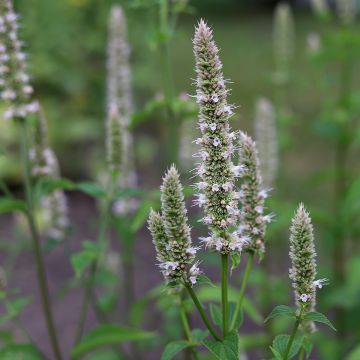 Agastache nepetoides