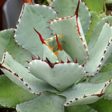 Agave Kichijokan