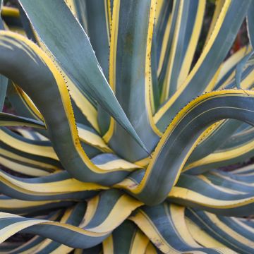 Agave americana Variegata - Agave d'Amérique panachée.