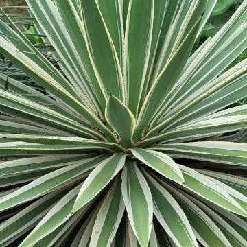 Agave angustifolia Marginata