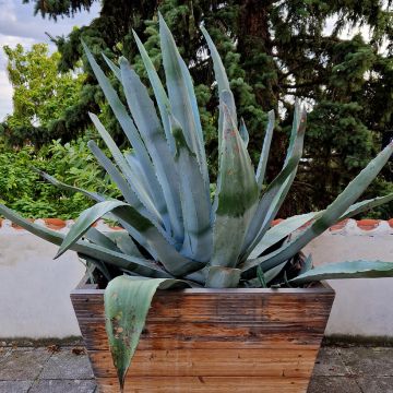 Agave chrysantha - Goldenflower century plant