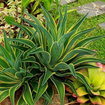 Agave desmetiana Variegata - Agave lisse panaché