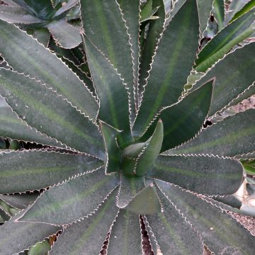 Agave lophantha f. latifolia Ensifera