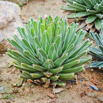 Agave victoriae reginae - Queen Victorias Agave