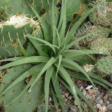 Agave bracteosa - Spider agave, octopus agave