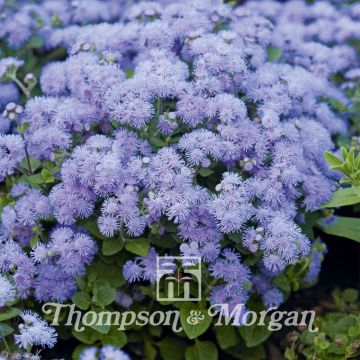 Ageratum Blue Danube F1