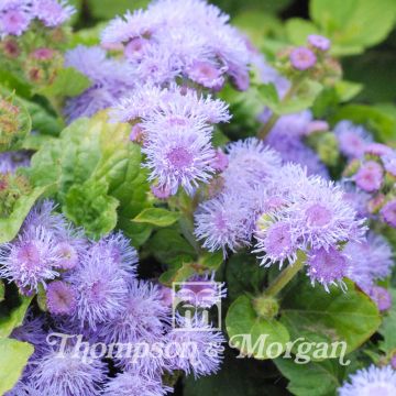 Ageratum houstonianum Blue Mink - Bluemink