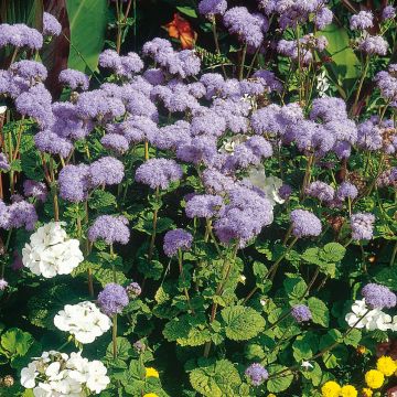 Ageratum houstonianum City Blue