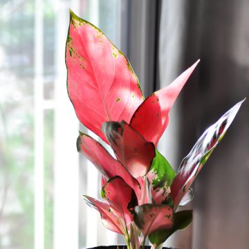 Aglaonema Red Zircon - Chinese evergreen