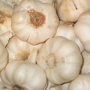 Garlic Flavor - Allium sativum