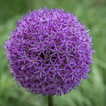 Allium Gladiator