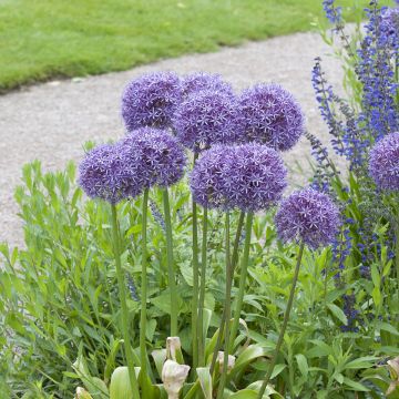 Allium Globemaster