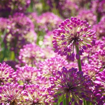 Allium Lavender Bubbles