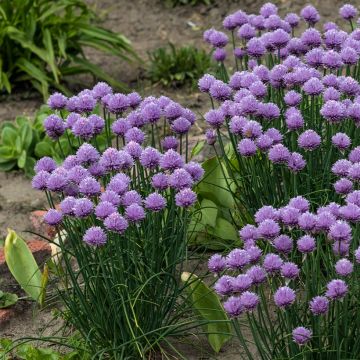 Allium cultorum Serendipity