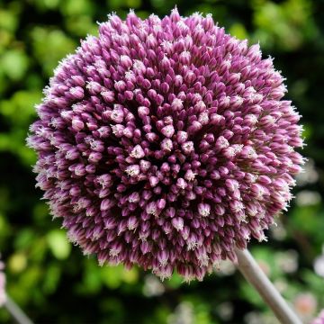 Allium Summer Drummer