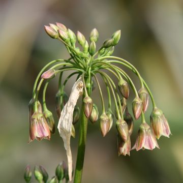 Allium Bulgaricum ou nectaroscordum