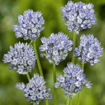 Allium caesium