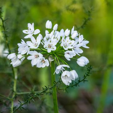 Allium neapolitanum Groupe Cowanii