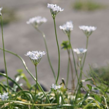 Allium neapolitanum