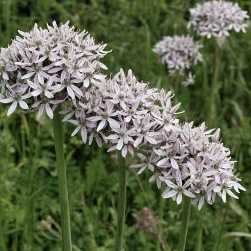 Allium nigrum subsp. multibulbosum