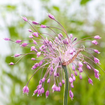 Allium pulchellum