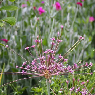 Allium schubertii