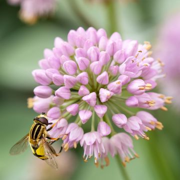 Allium senescens Lisa Green