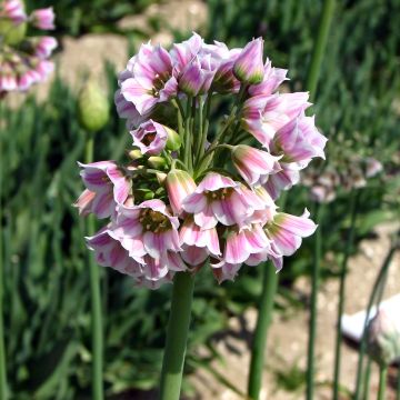 Allium tripedale