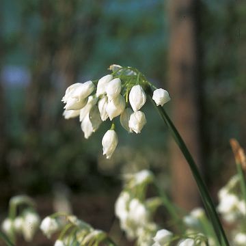 Allium paradoxum var. normale