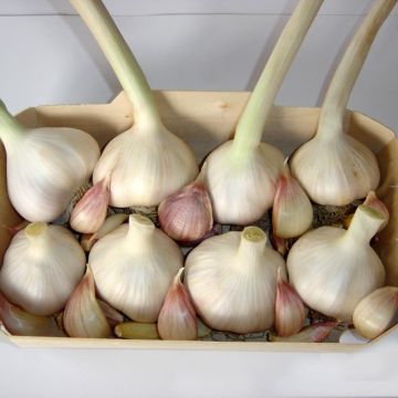 Untreated Pink Flavor Garlic - Allium sativum