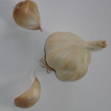 Gayant Pink Garlic plants - Allium sativum