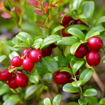Vaccinium vitis-idaea Red Pearl - Bilberry