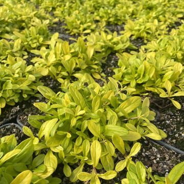 Ajuga x tenorii Cordial Canary