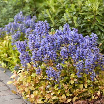 Ajuga reptans Feathered Friends Fancy Finch