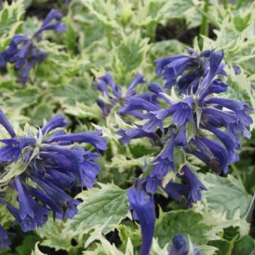 Ajuga incisa Frosted Jade