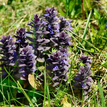 Ajuga pyramidalis