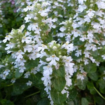 Ajuga reptans 'Alba'