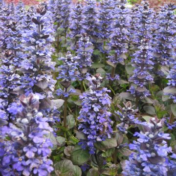 Ajuga reptans Catlins Giant