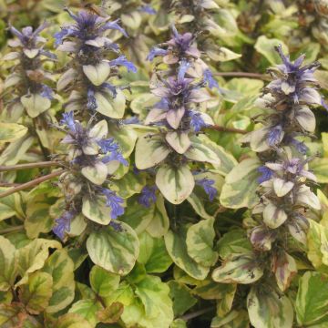 Ajuga reptans Golden Glow