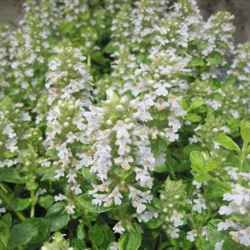 Ajuga reptans Sanne