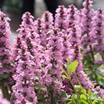 Bugle rampante - Ajuga reptans Purple Torch