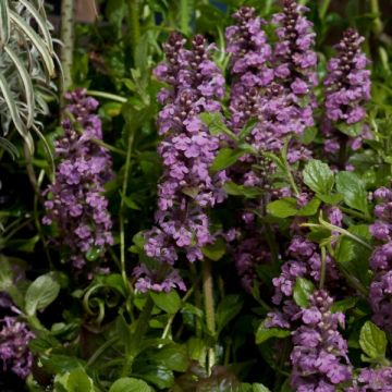 Ajuga reptans Rosea