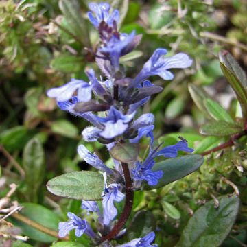 Ajuga tenorei - Tenore's Bugle