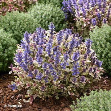 Ajuga x tenorii Princess Nadia