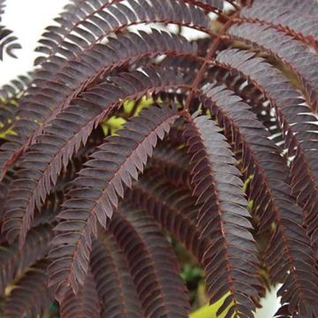 Albizia julibrissin Chocolate Fountain