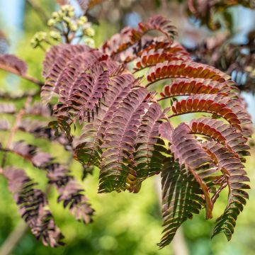 Albizia julibrissin Eveys Pride